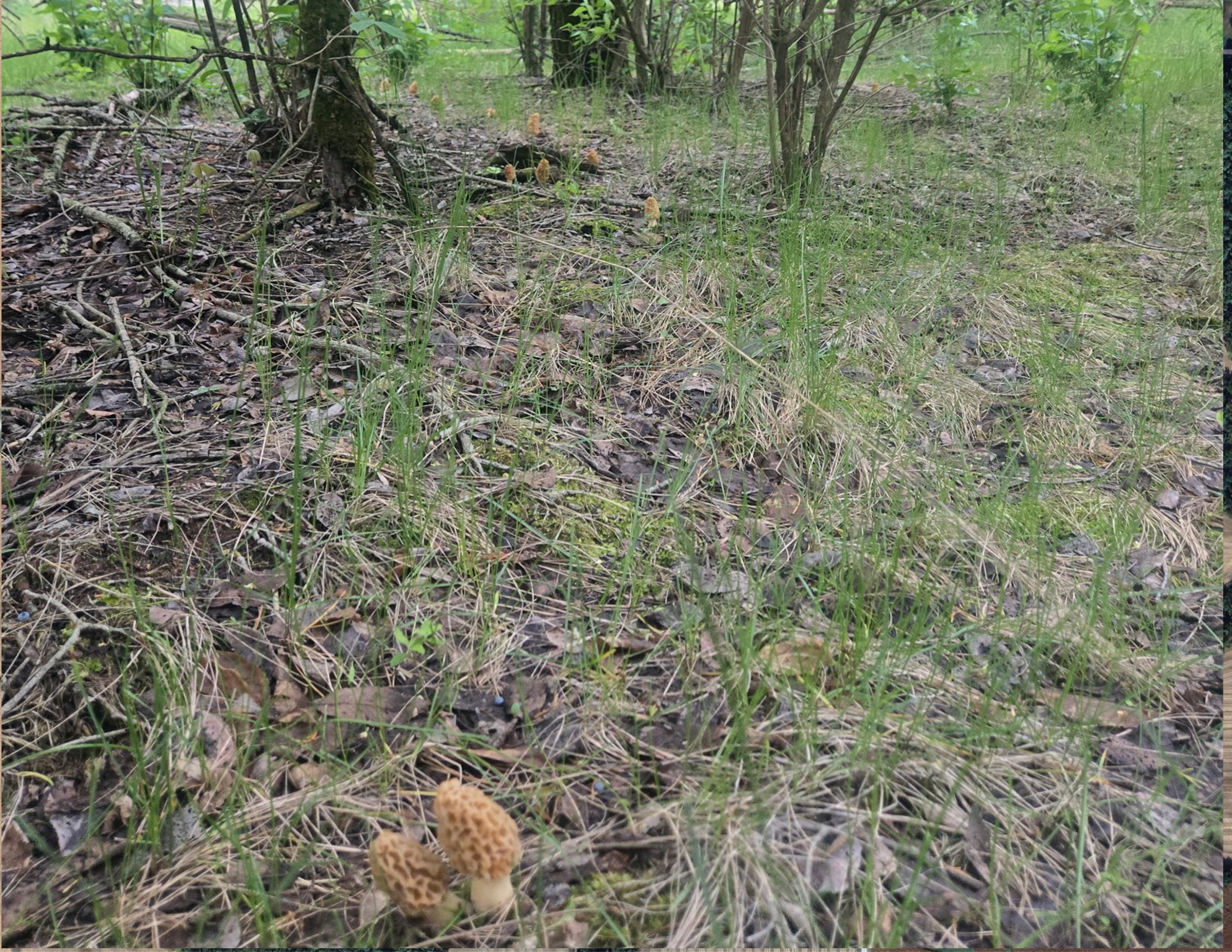 Listing Photo: Mushrooms 2